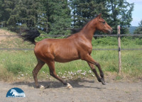 Vente de cheval : pharaon de zorivet
